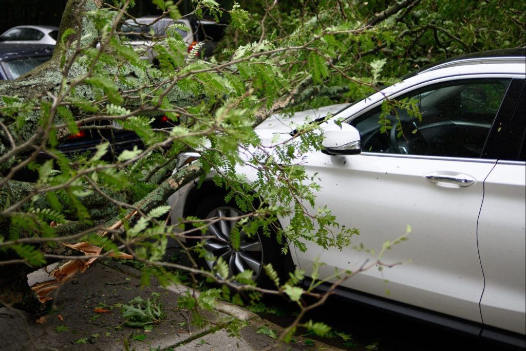 tree fell on parked car